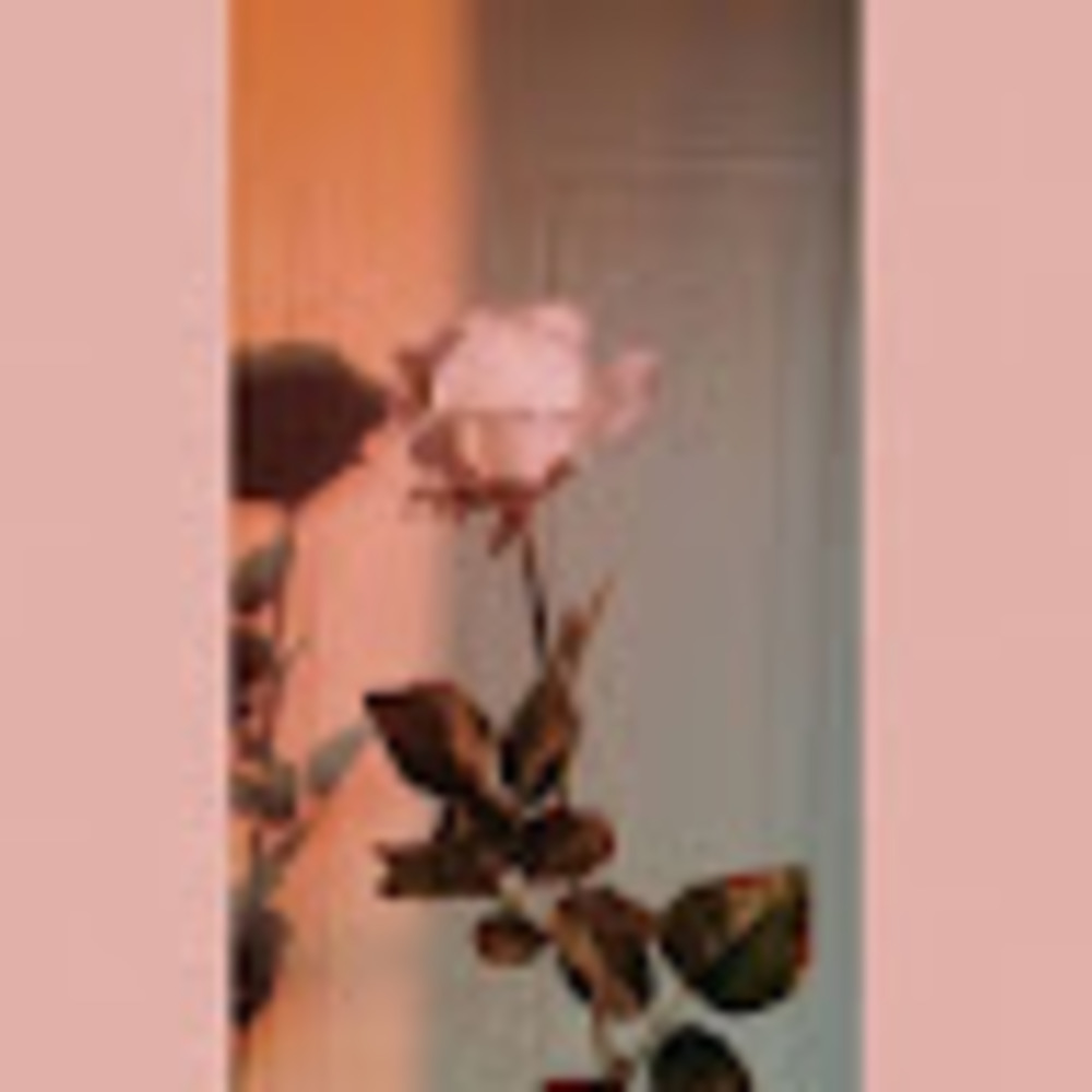 Meet your Posher, Rose